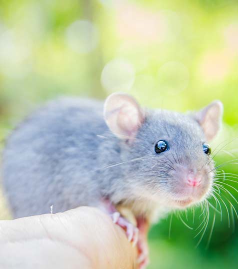We Do Pest Control